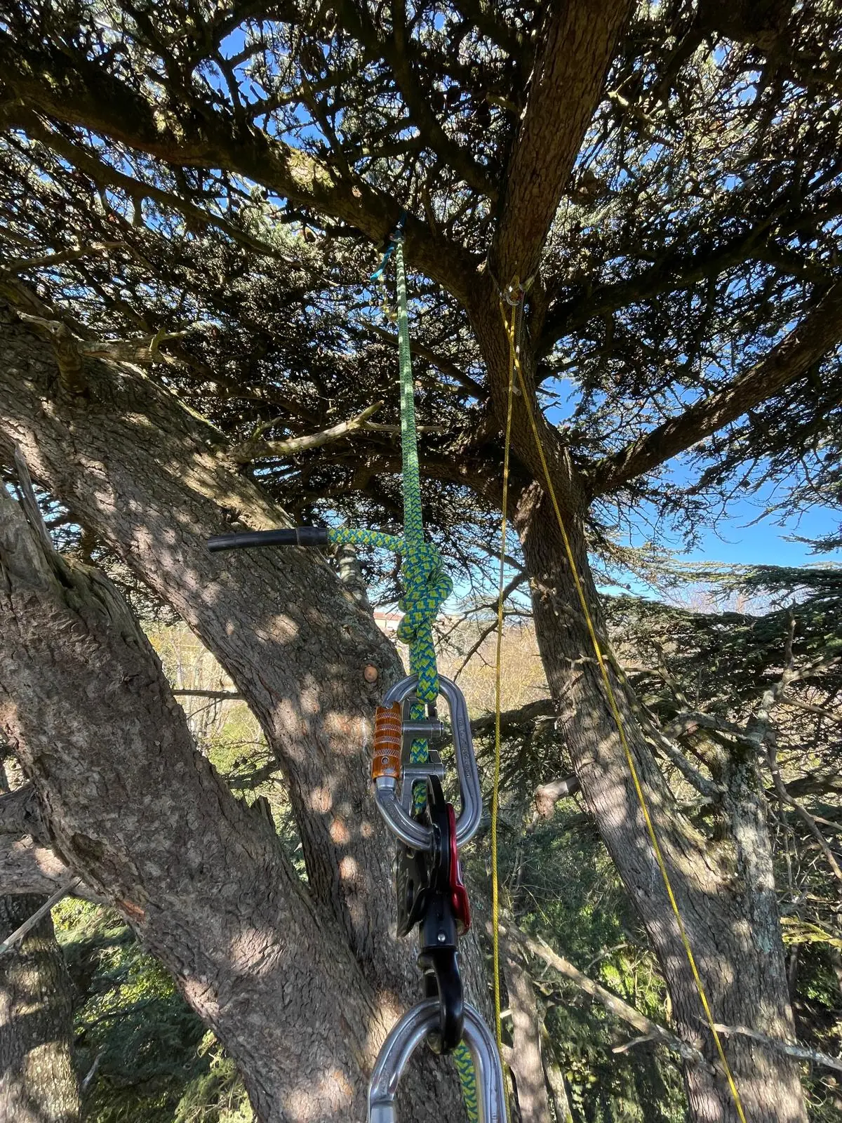 Corde verte et mousquetons accrochés à une charpentière, dans le houppier d’un cèdre