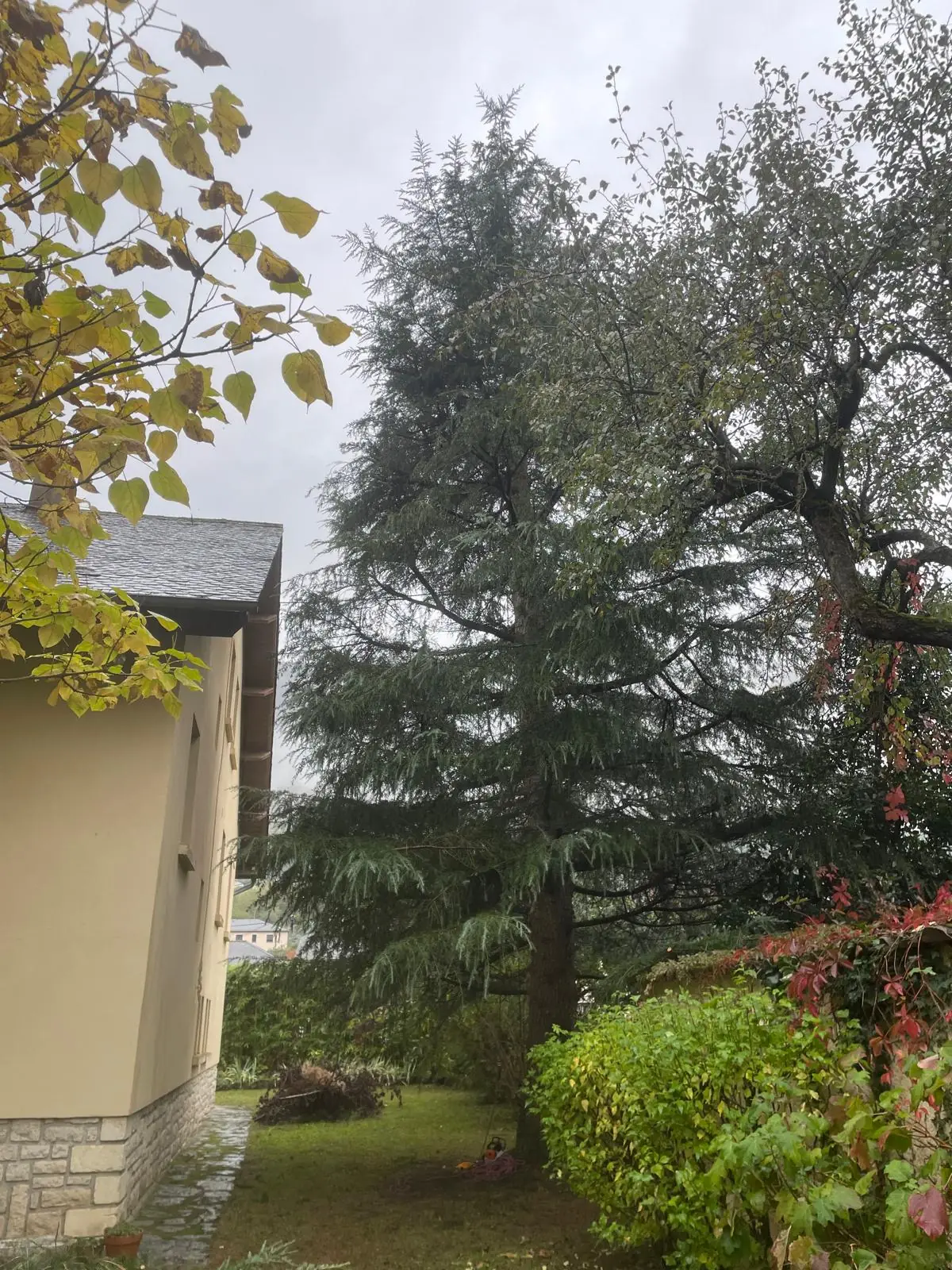 Le même cèdre allégé près du mur de la maison, tronc visible au pied, ciel clair