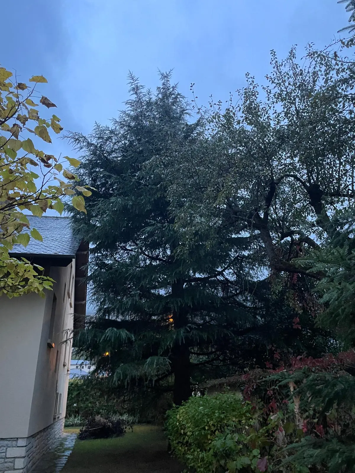 Cèdre sombre et touffu à côté du mur d’une maison, branches basses jusqu’aux arbustes