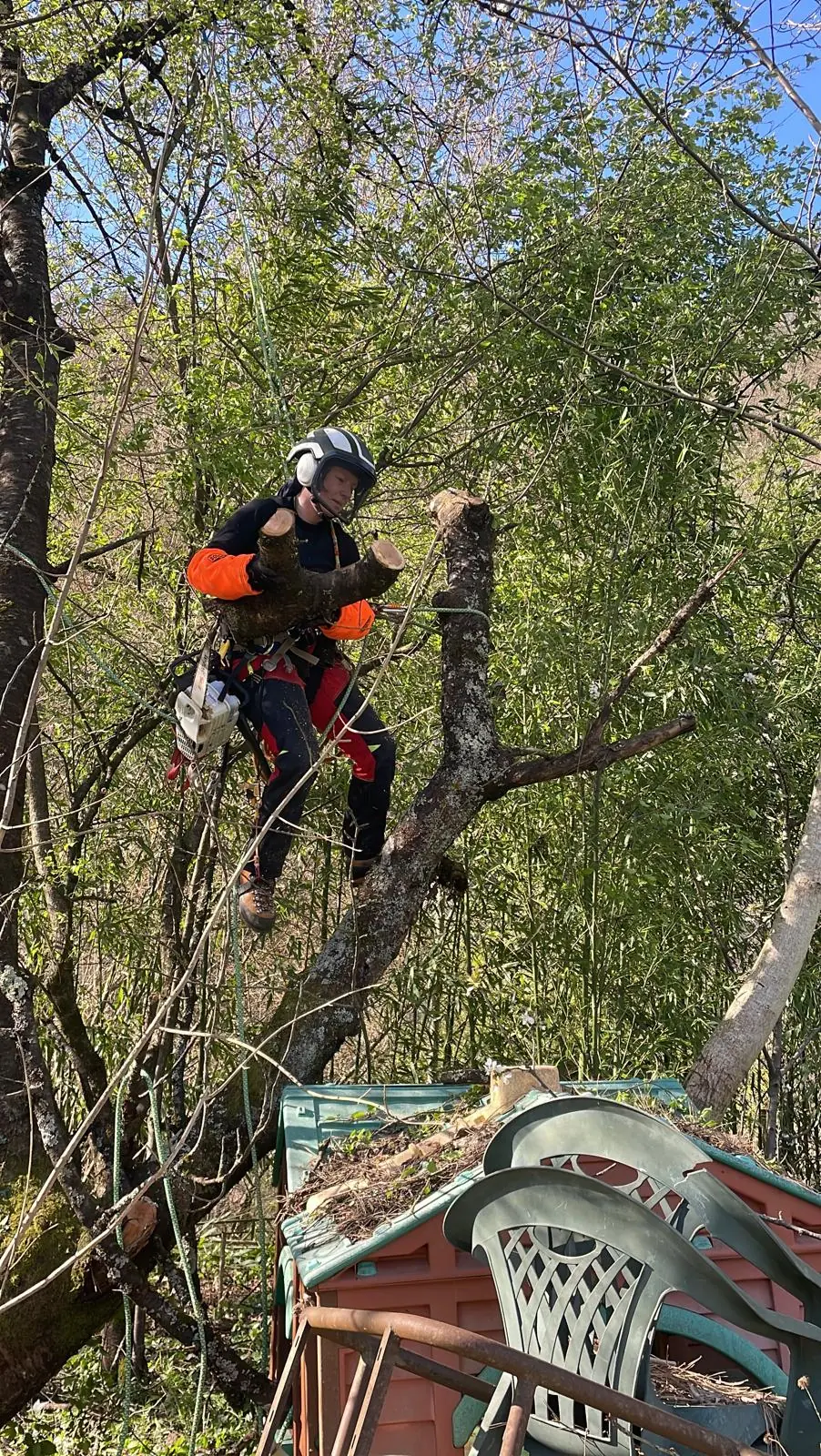 Élagueuse dans un arbre au-dessus d’un abri de jardin et d’une pile de chaises de jardin