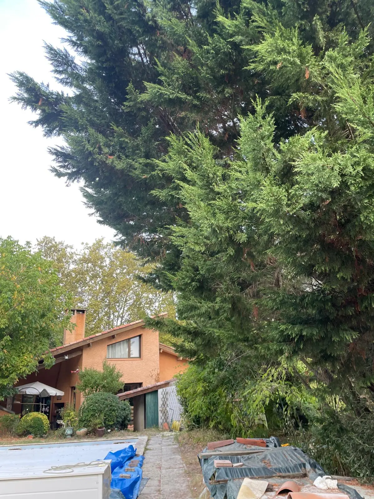Cyprès de Leyland touffu débordant au-dessus de l’allée d’une maison, piscine au premier plan