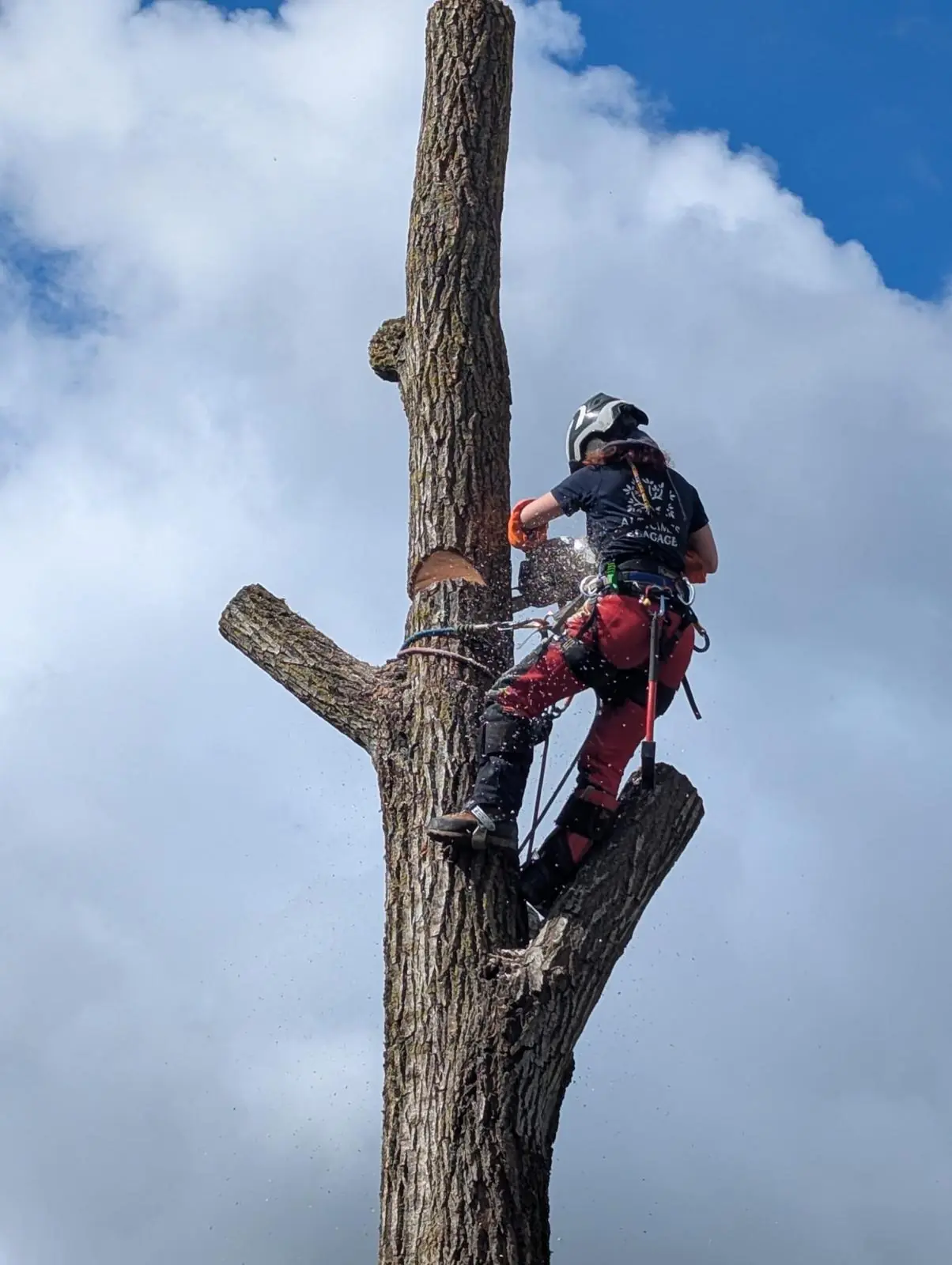 Élagueuse accrochée à un tronc, coupant une branche à la tronçonneuse, copeaux en l’air, ciel bleu et nuages