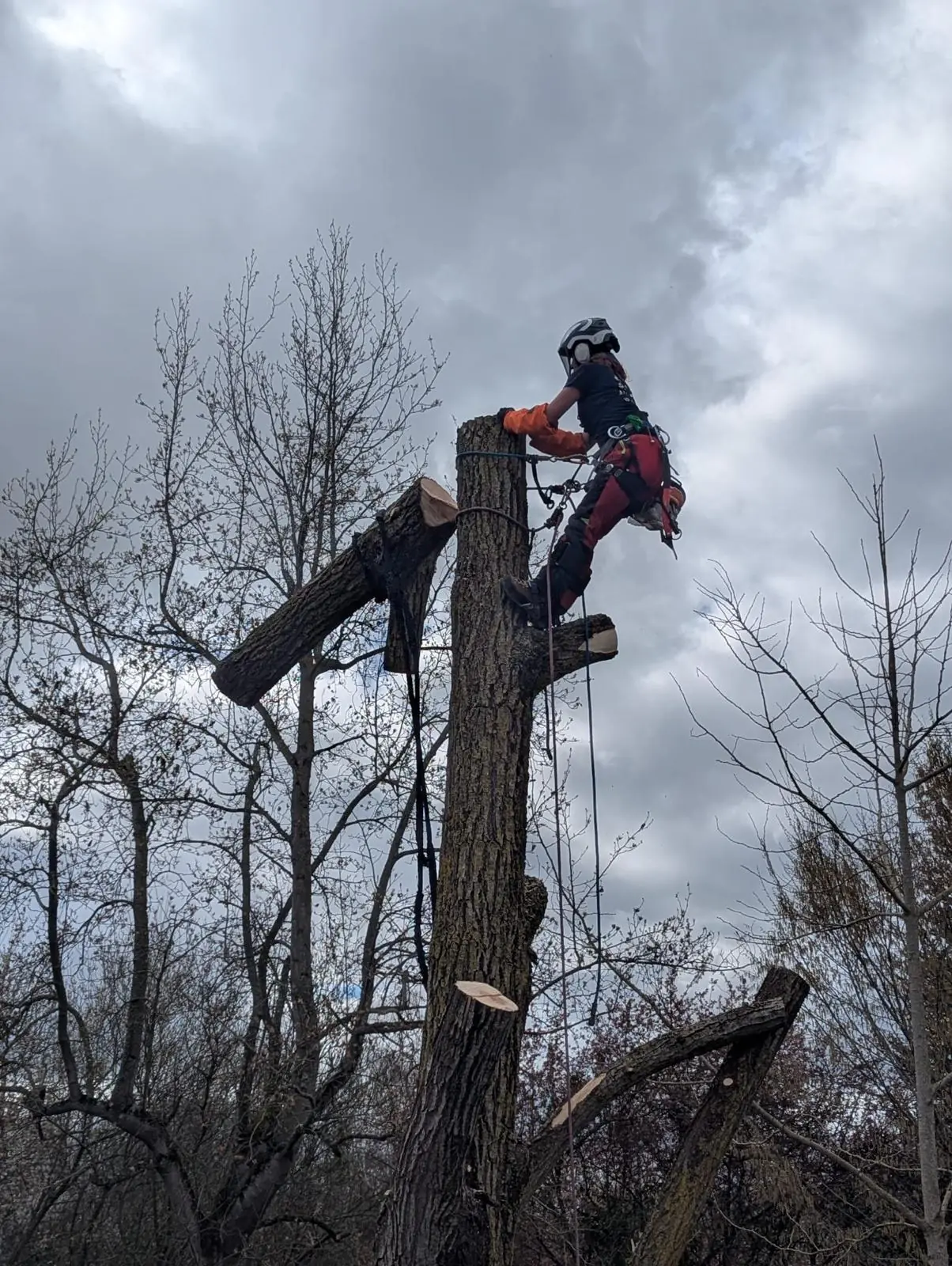 Élagueuse debout au sommet d’un tronc, à côté d’un tronçon coupé suspendu à une corde, ciel nuageux