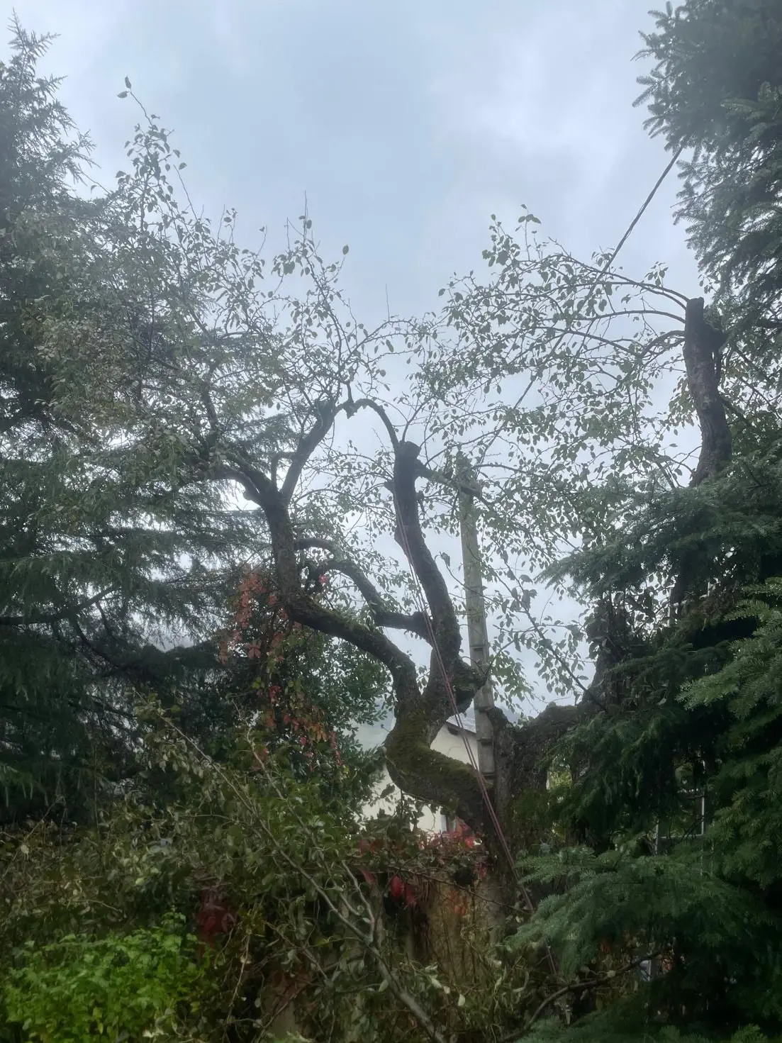 Le même arbre au tronc tortueux, charpentières du haut raccourcies, ciel visible à travers la couronne