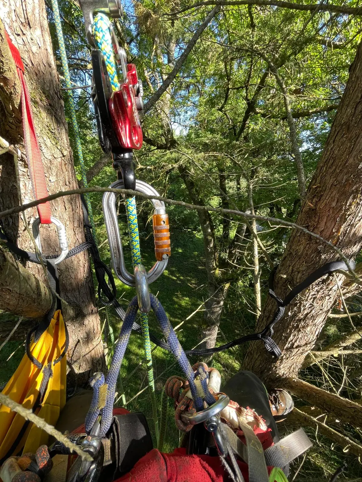Poulie rouge, mousquetons et cordes accrochés entre deux troncs, vue depuis l’arbre