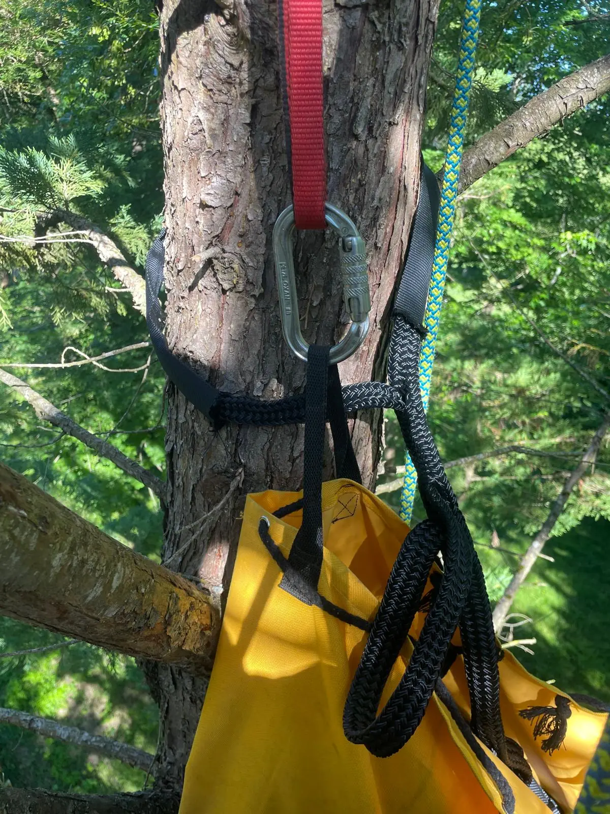 Sangle passée autour d’un tronc de pin avec un mousqueton, sac à cordes jaune suspendu